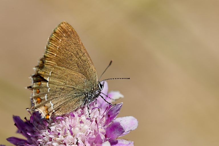 Satyrium esculi - Querquera