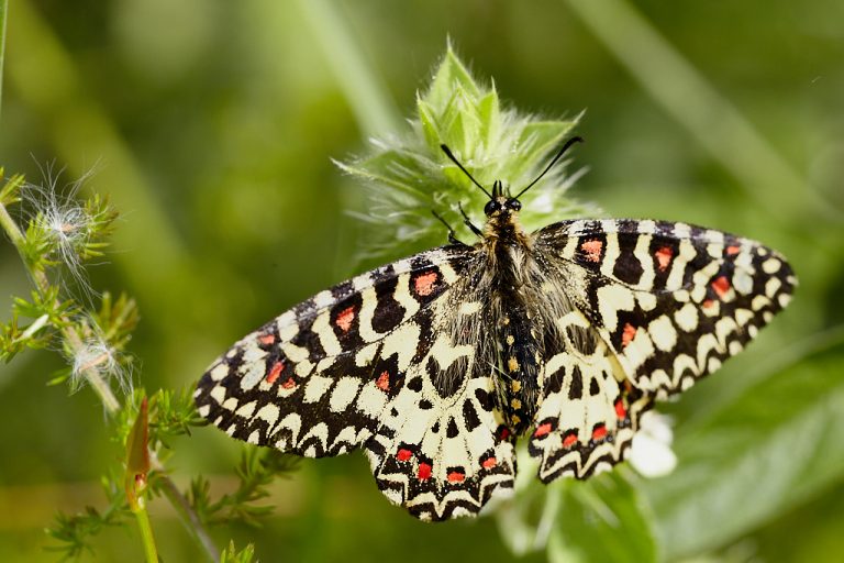 Zerynthia rumina - Mariposa alrequín