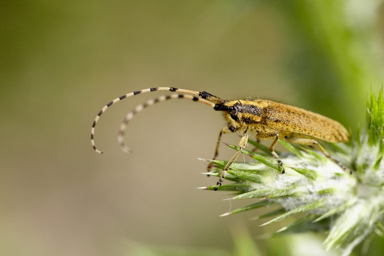 Agapanthia villosoviridescens - Longicornio de pelillos iridiscente