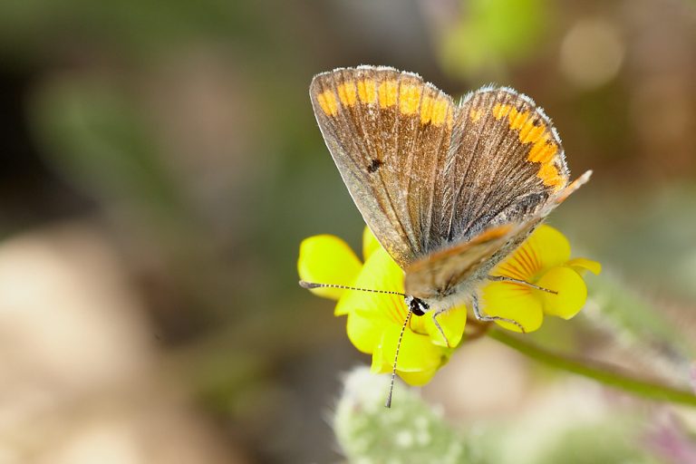 Aricia cramera - Morena