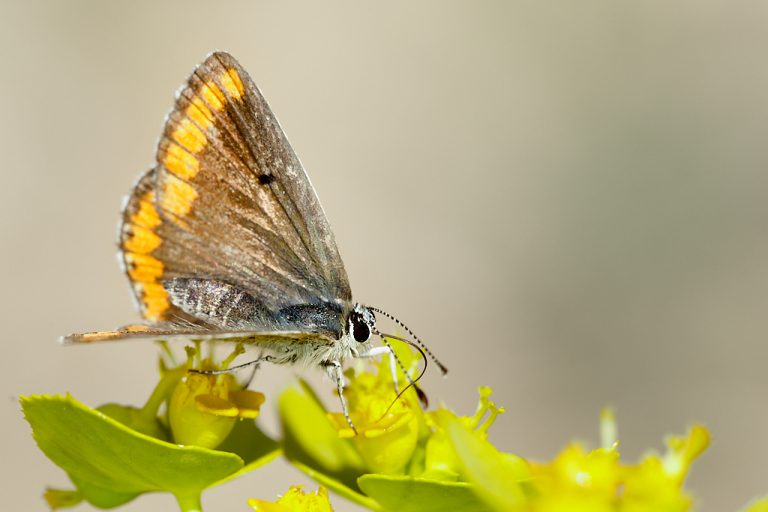 Aricia cramera - Morena