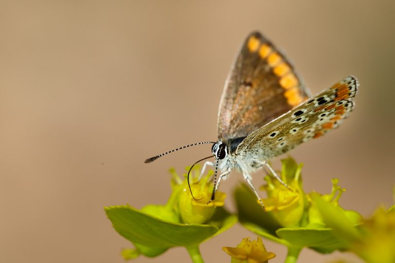 Aricia cramera - Morena