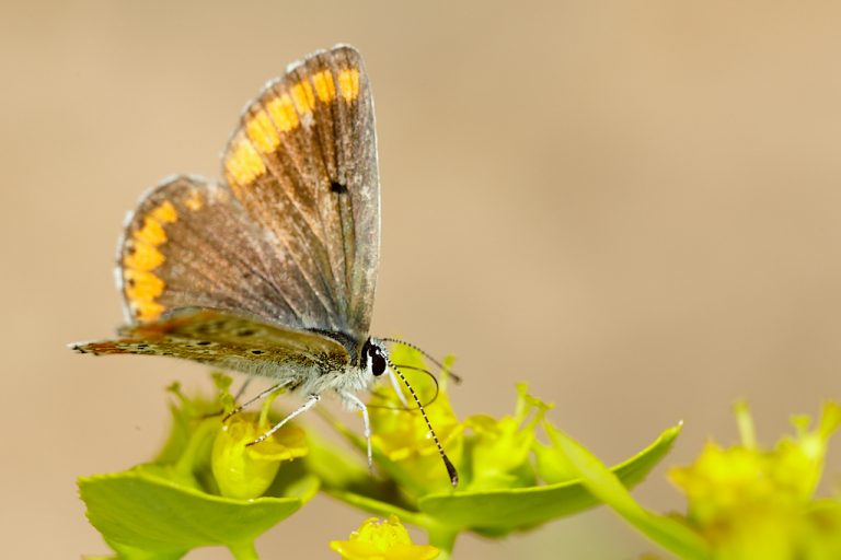 Aricia cramera - Morena