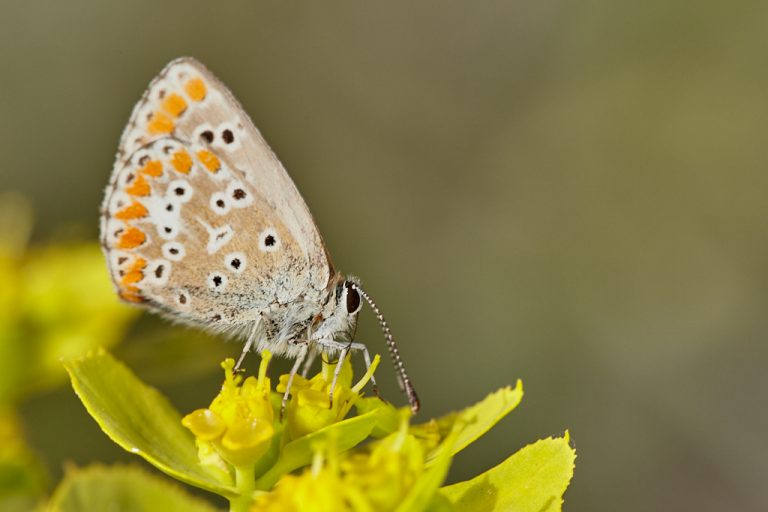 Aricia cramera - Morena