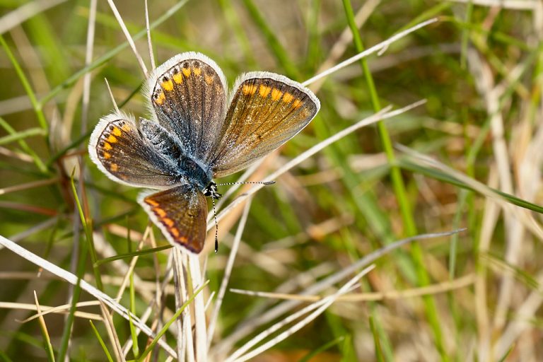 Aricia cramera - Morena