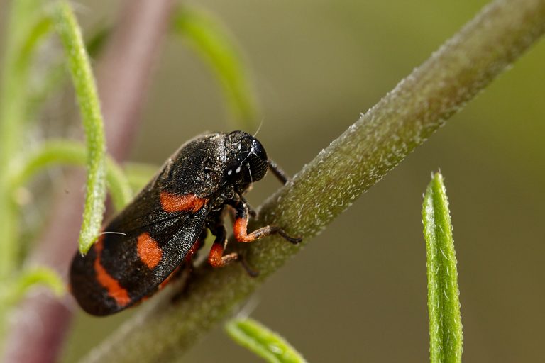 Cercopis intermedia - Cigarra espumadora