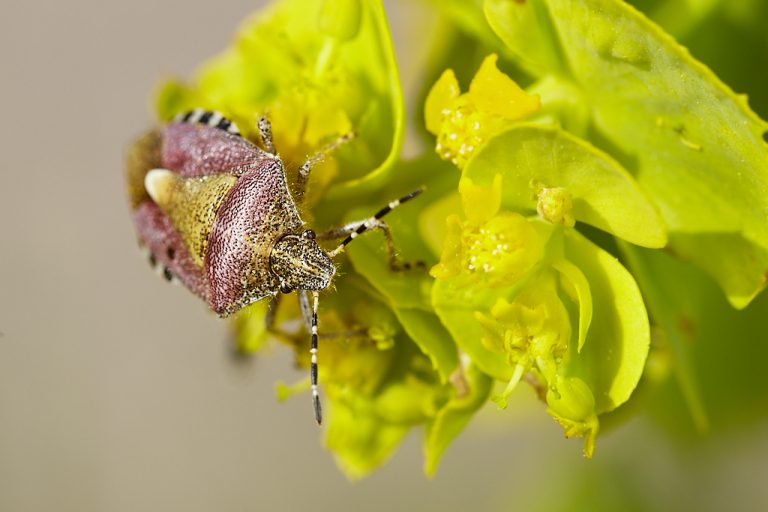 Dolycoris baccarum - Chinche de las fresas