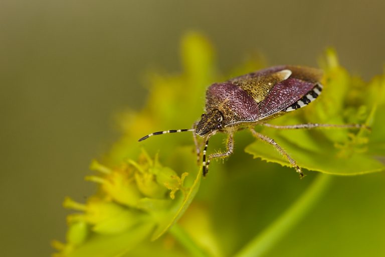 Dolycoris baccarum - Chinche de las fresas