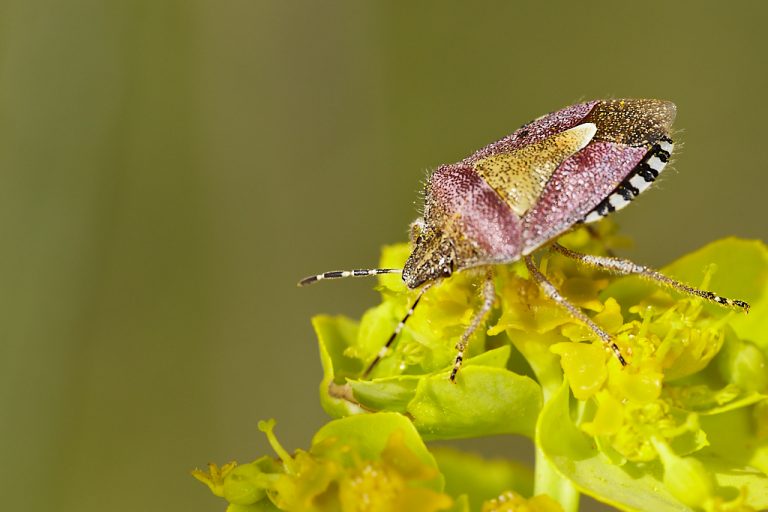 Dolycoris baccarum - Chinche de las fresas