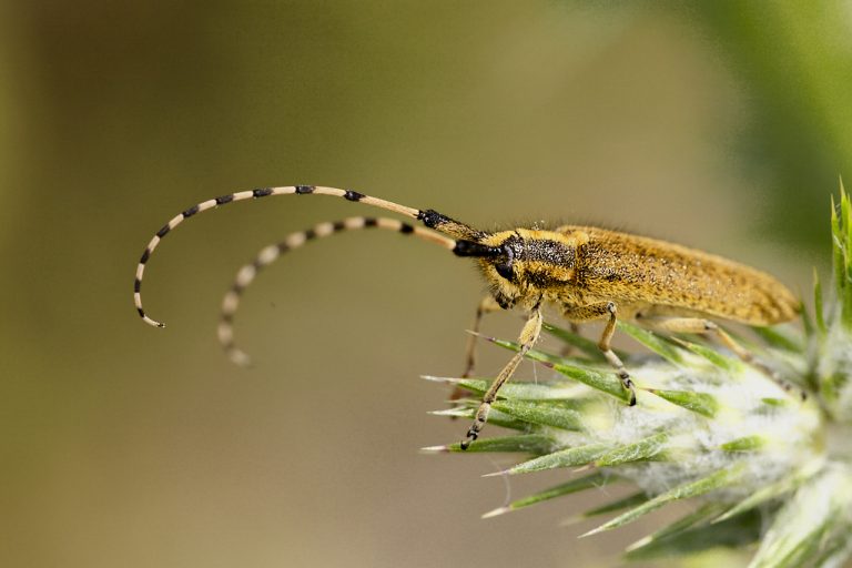 Agapanthia villosoviridescens - Longicornio de pelillos iridiscente