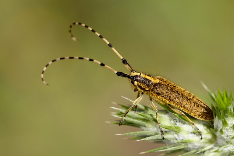 Agapanthia villosoviridescens - Longicornio de pelillos iridiscente