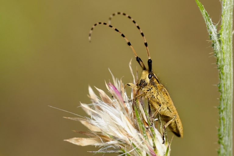 Agapanthia villosoviridescens - Longicornio de pelillos iridiscente