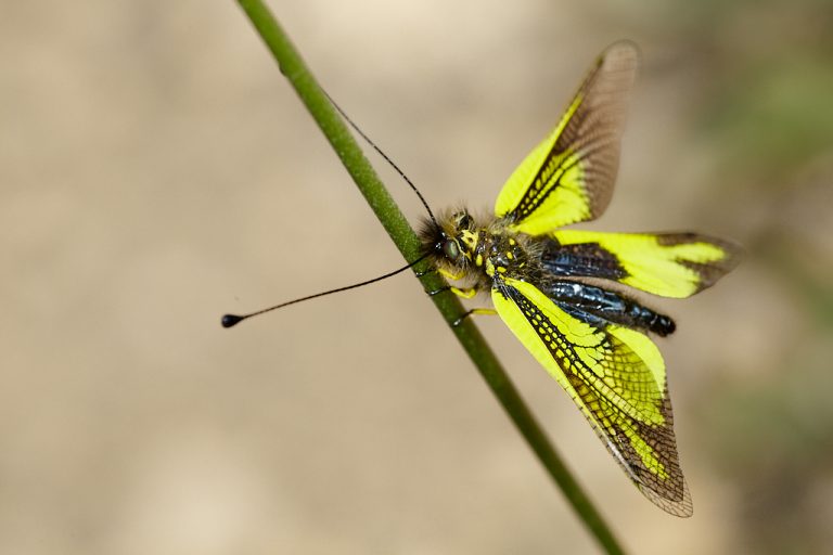 Libelloides cunii - Ascalafo de venas amarillas