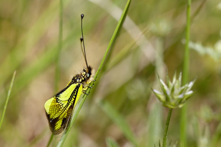 Libelloides cunii - Ascalafo de venas amarillas