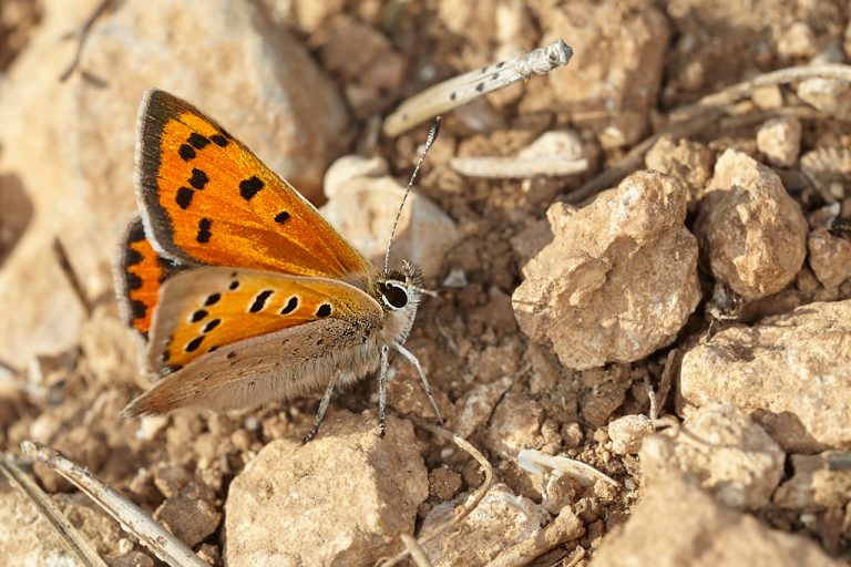 Lycaena phlaeas - Manto bicolor