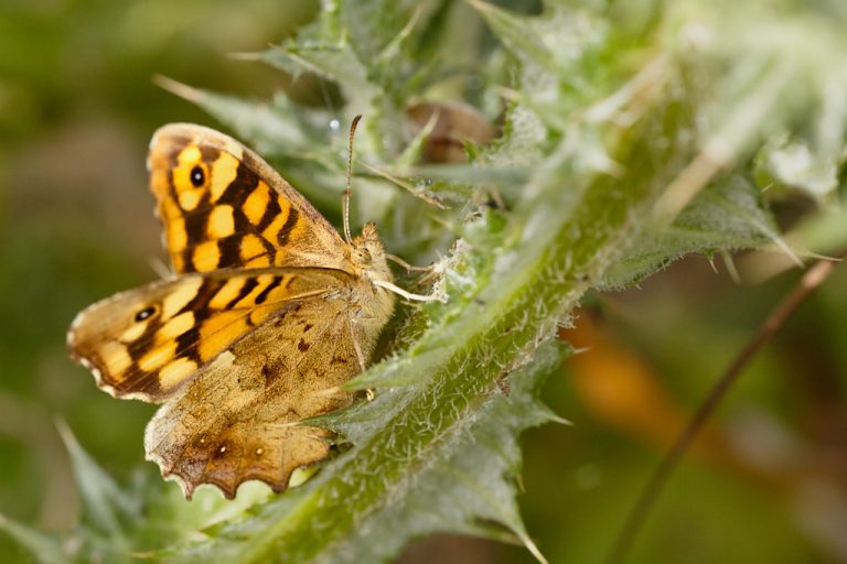 Pararge aegeria - Mariposa de los muros