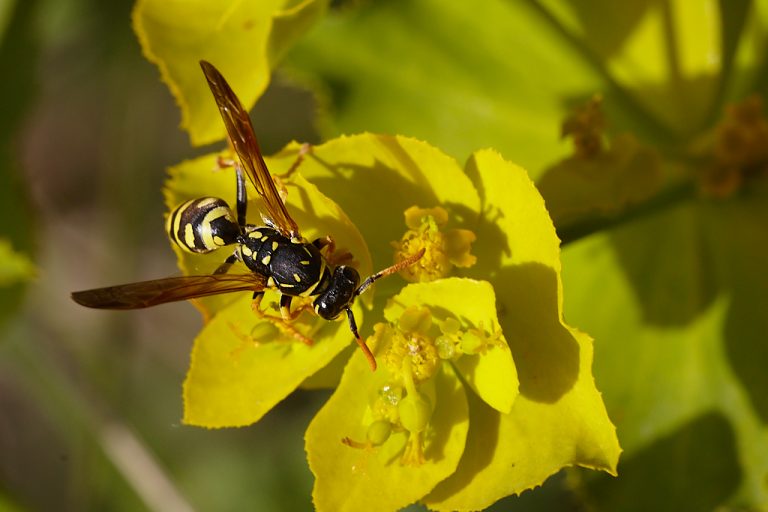 Polistes gallicus - Avispa papelera