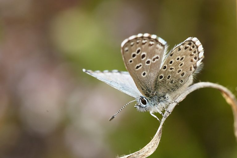 Pseudophilotes panoptes - Azulita del tomillo