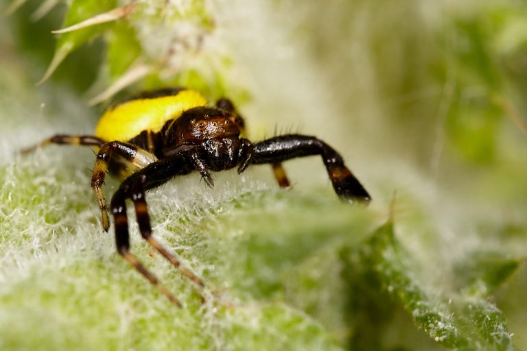 Synema globosum - Araña Napoleón