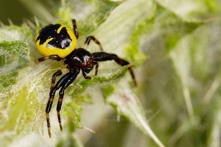 Synema globosum - Araña Napoleón