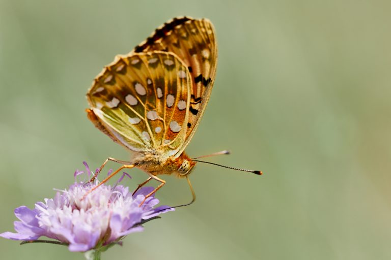 Argynnis aglaja - Lunares de plata