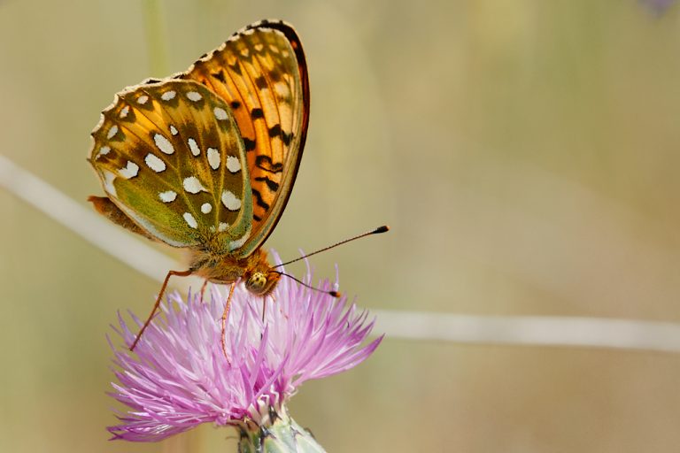 Argynnis aglaja - Lunares de plata