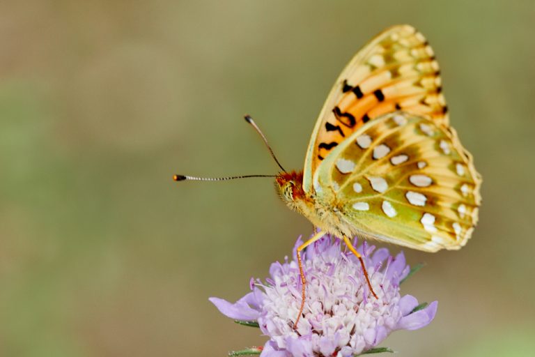 Argynnis aglaja - Lunares de plata