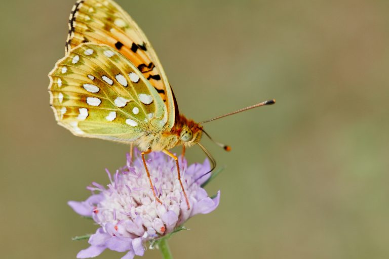 Argynnis aglaja - Lunares de plata