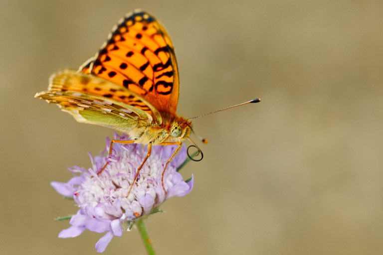 Argynnis aglaja - Lunares de plata