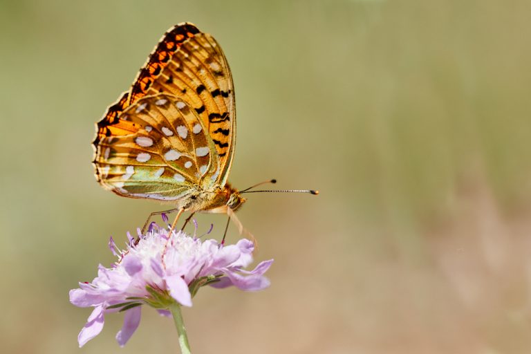 Argynnis aglaja - Lunares de plata