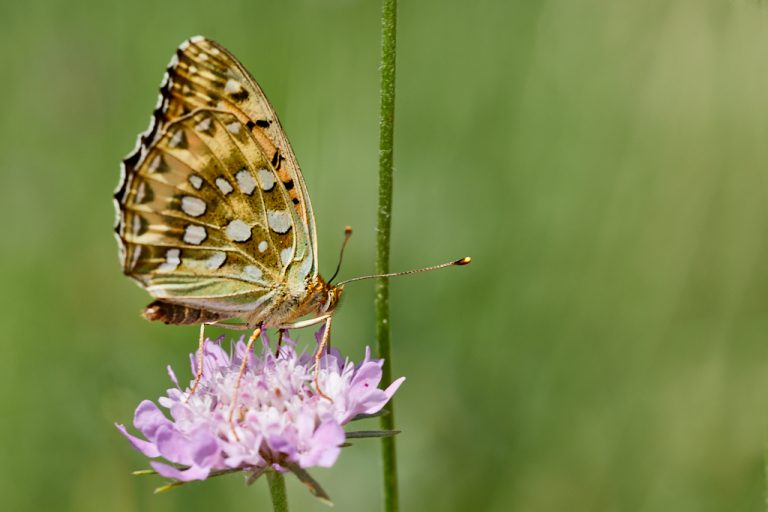 Argynnis aglaja - Lunares de plata