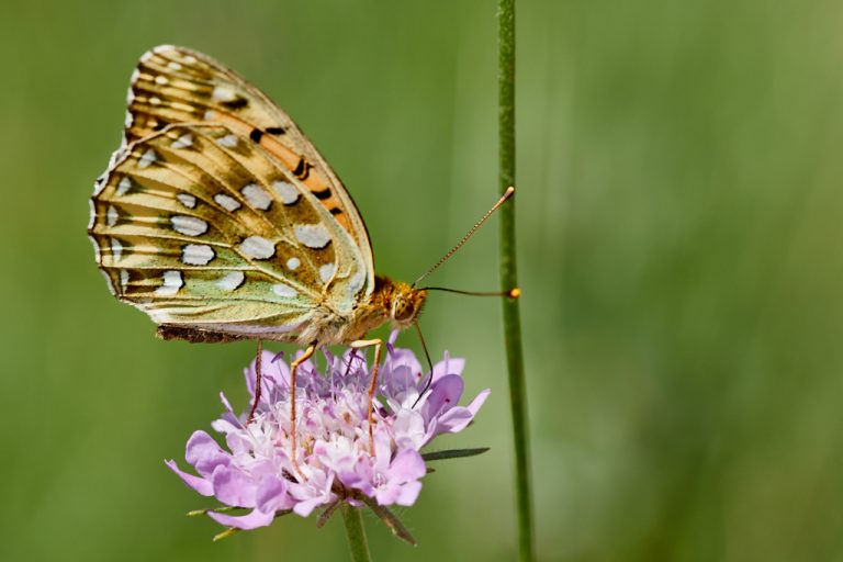 Argynnis aglaja - Lunares de plata