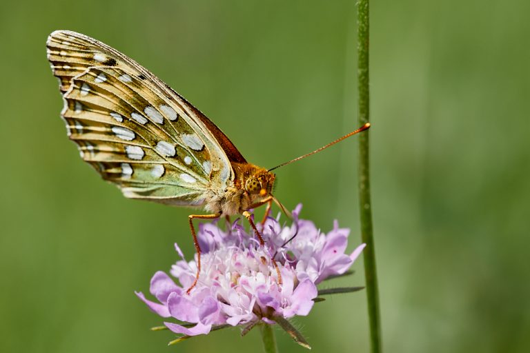 Argynnis aglaja - Lunares de plata