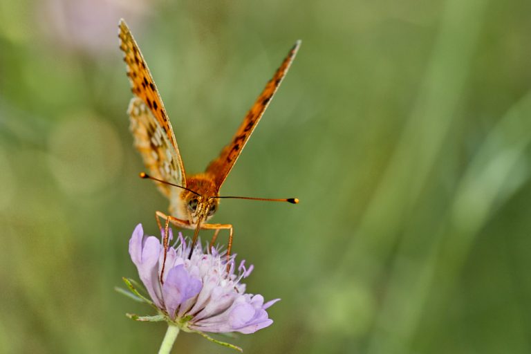 Argynnis aglaja - Lunares de plata