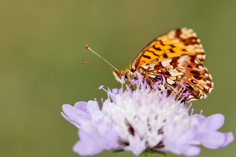 Boloria dia - Doncella violeta