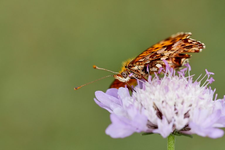 Boloria dia - Doncella violeta