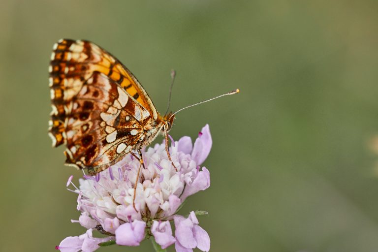 Boloria dia - Doncella violeta