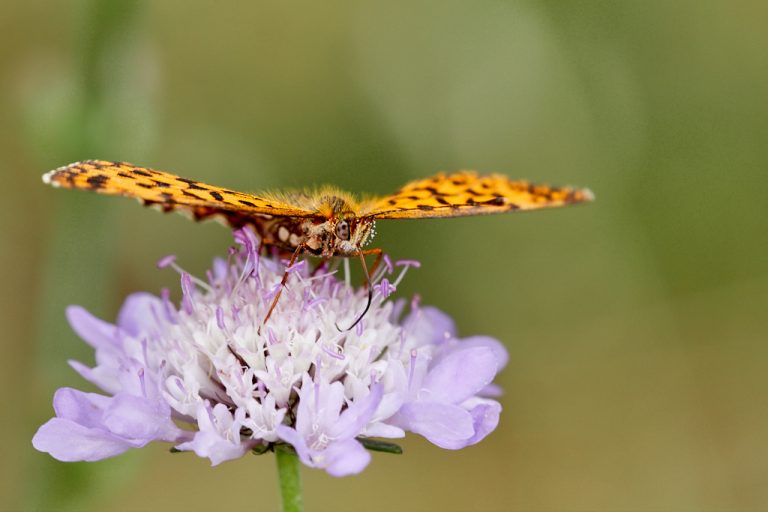 Boloria dia - Doncella violeta