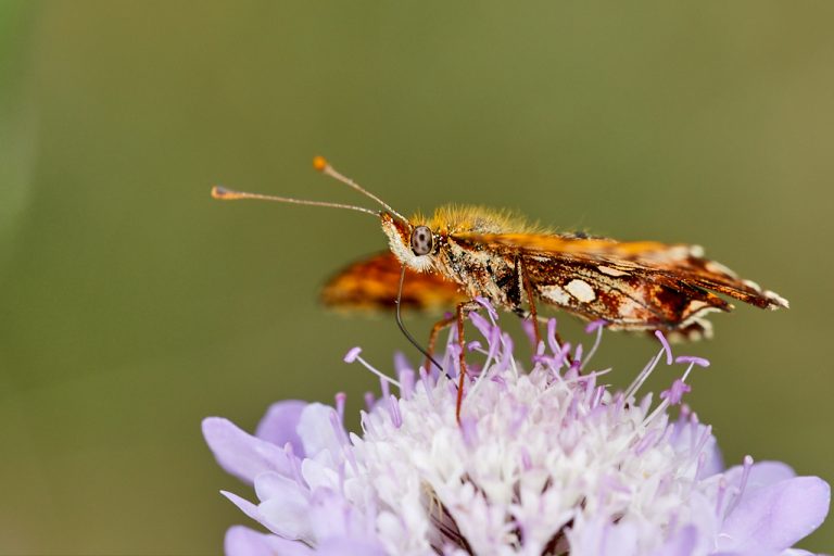 Boloria dia - Doncella violeta