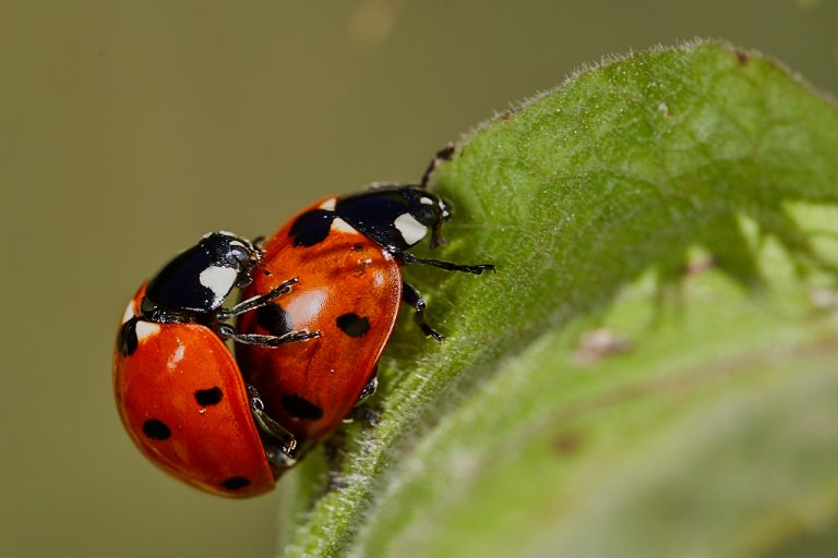 Coccinella septempunctata - Mariquita de 7 puntos