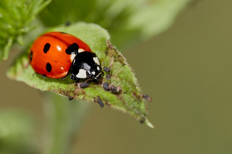 Coccinella septempunctata - Mariquita de 7 puntos