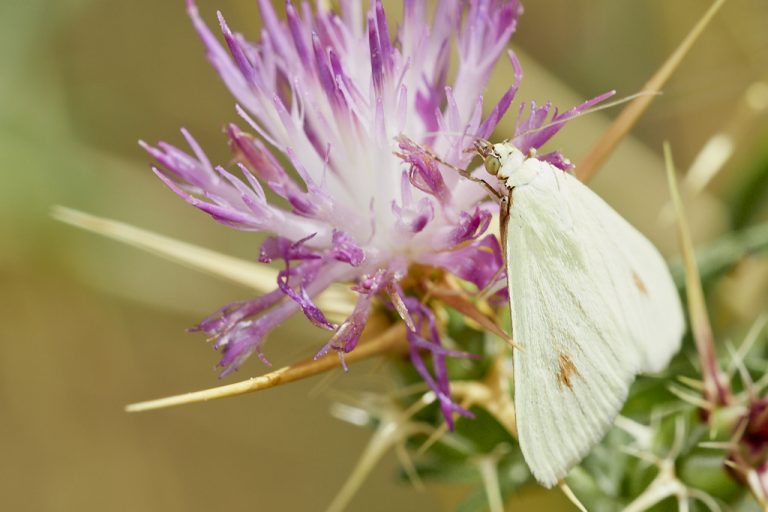 Sitochroa palealis - Polilla de las semillas de zanahoria