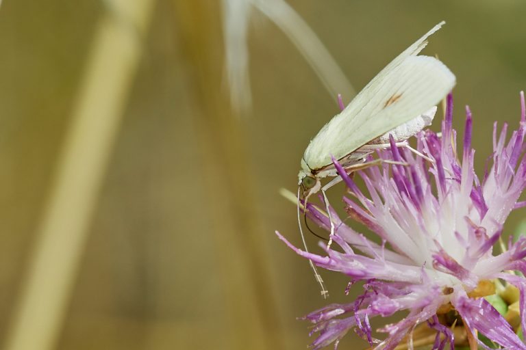 Sitochroa palealis - Polilla de las semillas de zanahoria