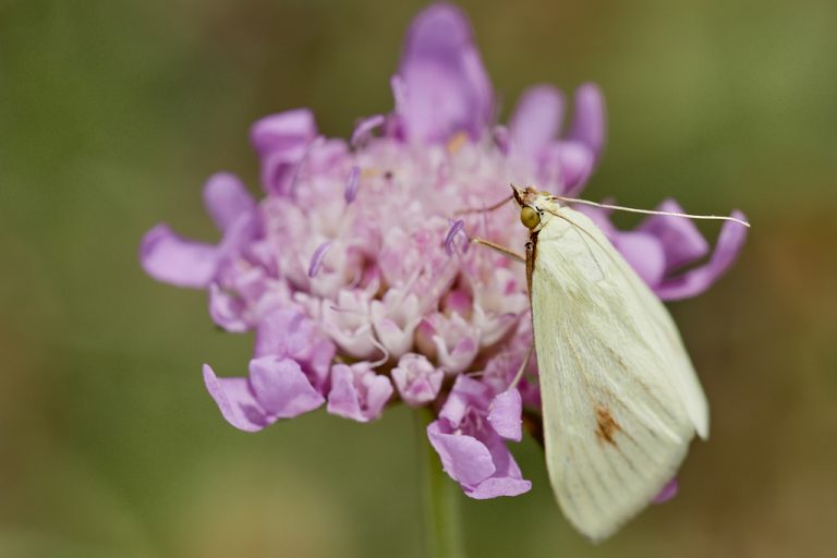 Sitochroa palealis - Polilla de las semillas de zanahoria