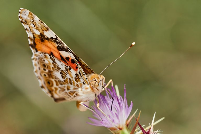 Vanessa cardui - Vanesa de los cardos