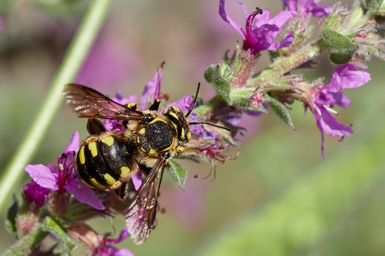 Anthidium florentinum - Abeja cardadora