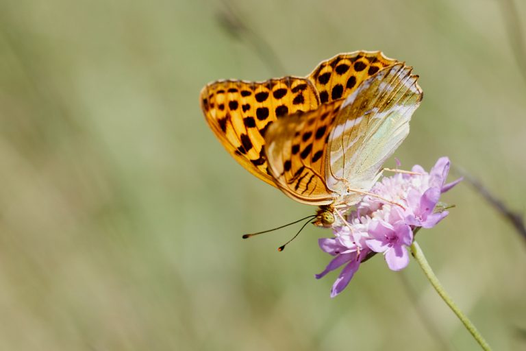 Argynnis paphia - Nacarada