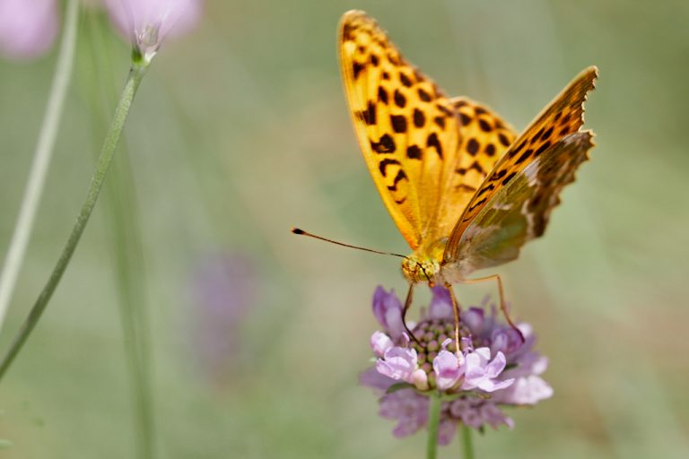 Argynnis paphia - Nacarada