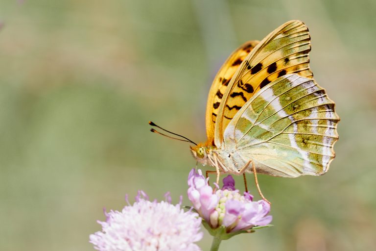 Argynnis paphia - Nacarada