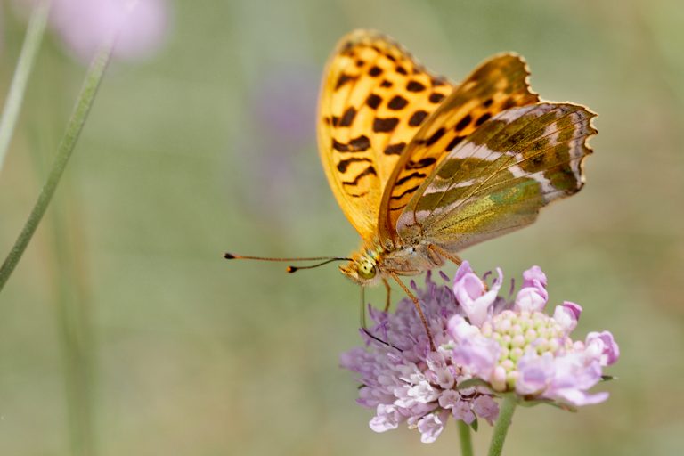 Argynnis paphia - Nacarada